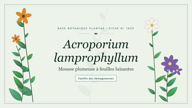 Acroporium lamprophyllum : points clés Planche botanique stylisée d’Acroporium lamprophyllum (Mousse plumeuse à feuilles luisantes), famille des Sémagnéacées