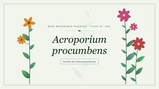Planche botanique stylisée d’Acroporium procumbens, famille des Sématophyllacées