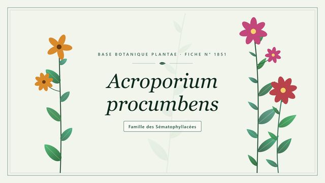 Acroporium procumbens : identification et écologie d'une mousse prostrée Planche botanique stylisée d’Acroporium procumbens, famille des Sématophyllacées