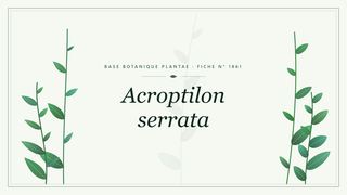 Planche botanique stylisée d’Acroptilon serrata