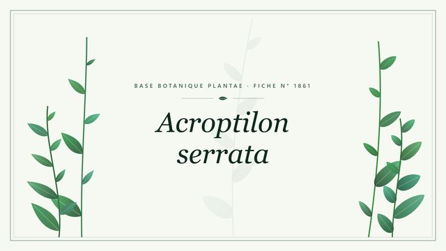 Acroptilon serrata : fiche descriptive et taxonomie Planche botanique stylisée d’Acroptilon serrata