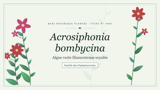 Planche botanique stylisée d’Acrosiphonia bombycina (Algue verte filamenteuse soyalée), famille des Cladophoracées