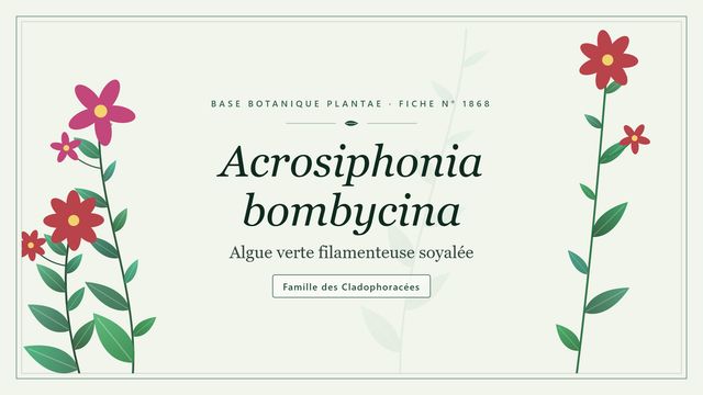 Acrosiphonia bombycina : conseils et analyse Planche botanique stylisée d’Acrosiphonia bombycina (Algue verte filamenteuse soyalée), famille des Cladophoracées