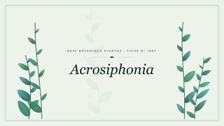 Planche botanique stylisée d’Acrosiphonia