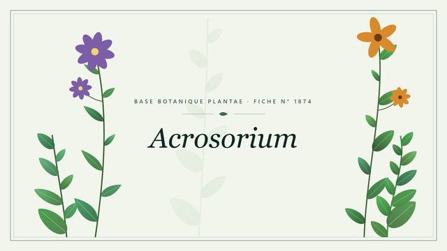 Acrosorium : fiche descriptive et taxonomie Planche botanique stylisée d’Acrosorium