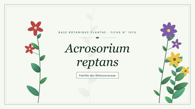Acrosorium reptans : comment s'y retrouver Planche botanique stylisée d’Acrosorium reptans, famille des Delesseriaceae