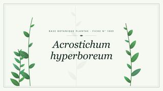 Planche botanique stylisée d’Acrostichum hyperboreum