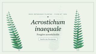 Planche botanique stylisée d’Acrostichum inaequale (Fougère acrostichoïde), famille des Pteridacées