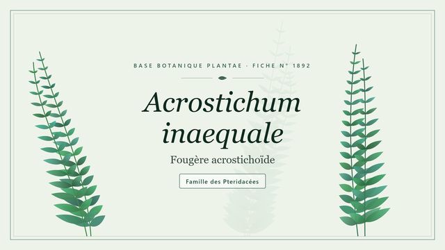 Acrostichum inaequale : les bases Planche botanique stylisée d’Acrostichum inaequale (Fougère acrostichoïde), famille des Pteridacées