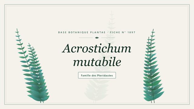 Acrostichum mutabile : les bases Planche botanique stylisée d’Acrostichum mutabile, famille des Pteridacées