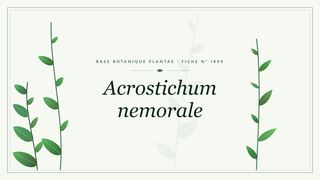 Planche botanique stylisée d’Acrostichum nemorale