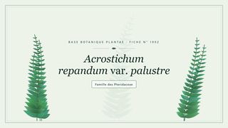 Planche botanique stylisée d’Acrostichum repandum var. palustre, famille des Pteridaceae