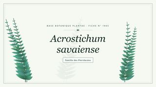 Planche botanique stylisée d’Acrostichum savaiense, famille des Pteridacées