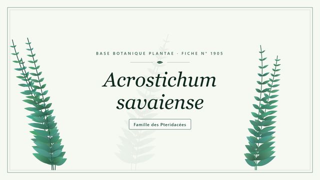 Acrostichum savaiense : guide complet Planche botanique stylisée d’Acrostichum savaiense, famille des Pteridacées