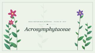 Planche botanique stylisée d’Acrosymphytaceae