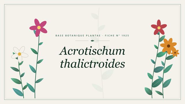 Acrotischum thalictroides : fiche descriptive et taxonomie Planche botanique stylisée d’Acrotischum thalictroides
