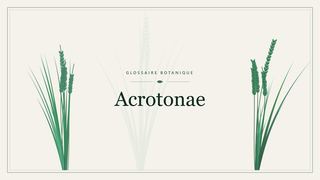 Illustration botanique stylisée du terme « Acrotonae » du glossaire
