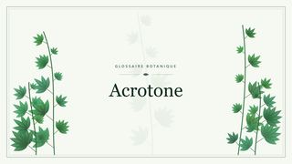 Illustration botanique stylisée du terme « Acrotone » du glossaire