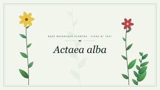 Planche botanique stylisée d’Actaea alba
