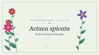 Planche botanique stylisée d’Actaea spicata (Herbe de Saint-Christophe)