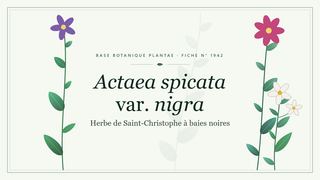 Planche botanique stylisée d’Actaea spicata var. nigra (Herbe de Saint-Christophe à baies noires)