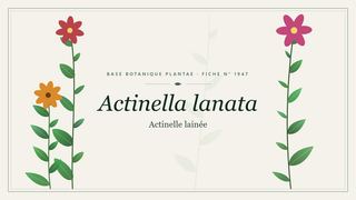 Planche botanique stylisée d’Actinella lanata (Actinelle lainée)