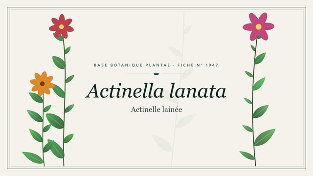 Actinella lanata : points clés Planche botanique stylisée d’Actinella lanata (Actinelle lainée)