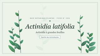 Planche botanique stylisée d’Actinidia latifolia (Actinidia à grandes feuilles), famille des Actinidiacées