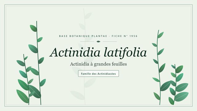 Actinidia latifolia : comment s'y retrouver Planche botanique stylisée d’Actinidia latifolia (Actinidia à grandes feuilles), famille des Actinidiacées