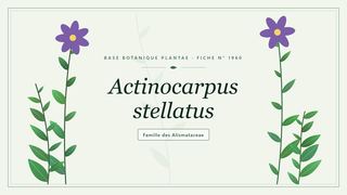 Planche botanique stylisée d’Actinocarpus stellatus, famille des Alismataceae