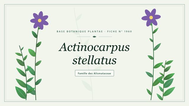 Actinocarpus stellatus : l'essentiel Planche botanique stylisée d’Actinocarpus stellatus, famille des Alismataceae