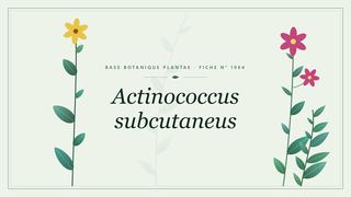 Planche botanique stylisée d’Actinococcus subcutaneus
