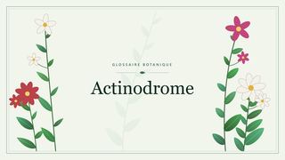 Illustration botanique stylisée du terme « Actinodrome » du glossaire