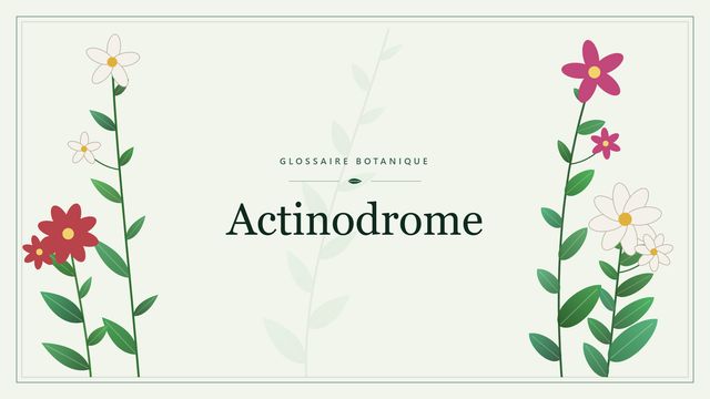 Actinodrome : panorama Illustration botanique stylisée du terme « Actinodrome » du glossaire