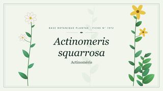 Planche botanique stylisée d’Actinomeris squarrosa (Actinoméris)