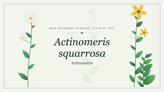 Actinomeris squarrosa : décryptage Planche botanique stylisée d’Actinomeris squarrosa (Actinoméris)