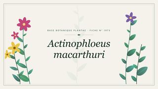 Planche botanique stylisée d’Actinophloeus macarthuri
