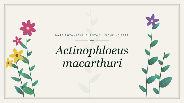 Actinophloeus macarthuri : panorama Planche botanique stylisée d’Actinophloeus macarthuri