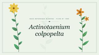 Planche botanique stylisée d’Actinotaenium colpopelta