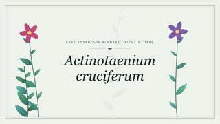 Planche botanique stylisée d’Actinotaenium cruciferum