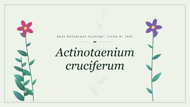 Actinotaenium cruciferum : panorama Planche botanique stylisée d’Actinotaenium cruciferum