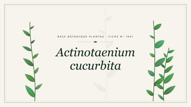 Actinotaenium cucurbita : fiche descriptive et taxonomie Planche botanique stylisée d’Actinotaenium cucurbita