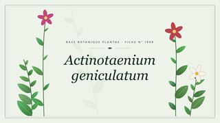 Planche botanique stylisée d’Actinotaenium geniculatum