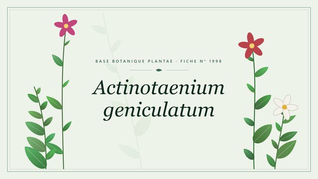 Actinotaenium geniculatum : une algue microscopique des eaux acides Planche botanique stylisée d’Actinotaenium geniculatum