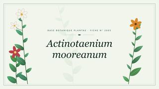 Planche botanique stylisée d’Actinotaenium mooreanum