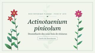 Planche botanique stylisée d’Actinotaenium pinicolum (Desmidiacée des sous-bois de résineux), famille des Desmidiacées