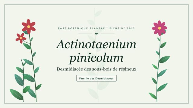 Actinotaenium pinicolum : les bases Planche botanique stylisée d’Actinotaenium pinicolum (Desmidiacée des sous-bois de résineux), famille des Desmidiacées