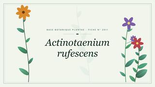 Planche botanique stylisée d’Actinotaenium rufescens