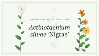 Planche botanique stylisée d’Actinotaenium silvae ‘Nigrae’
