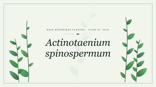 Planche botanique stylisée d’Actinotaenium spinospermum